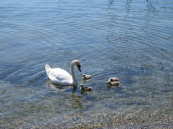 Swans at the front of Le Debarcadere