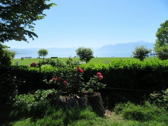 from the garden lake view